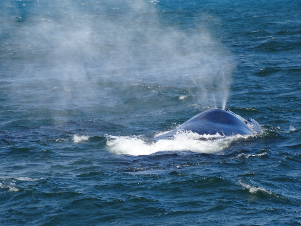 Whale Watching Augusta